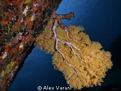 cf. Melithaea on Similan rock by Alex Varani 